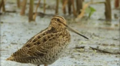 Koje ptice lete na južnoj jesen: all inclusive za pernate